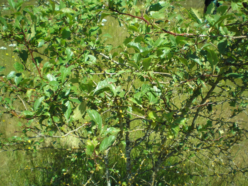 Black Hawthorn Crataegus douglasii Small Tree with green serated glossy leaves