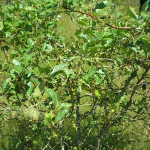 Black Hawthorn Crataegus douglasii Small Tree with green serated glossy leaves