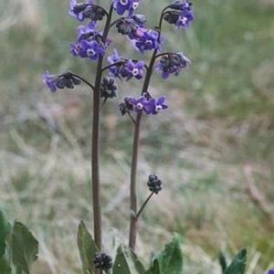 Basal leaves resemble shape of a hound's tongue, multiple purple flowers arise on long stalks from center of base.