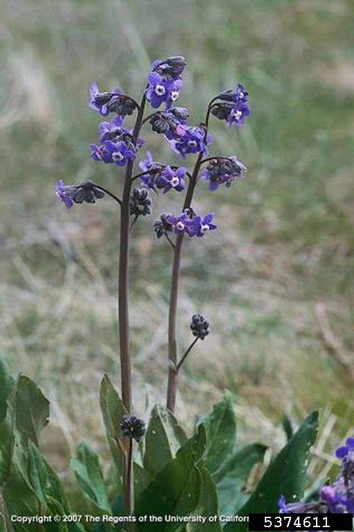 Basal leaves resemble shape of a hound's tongue, multiple purple flowers arise on long stalks from center of base.