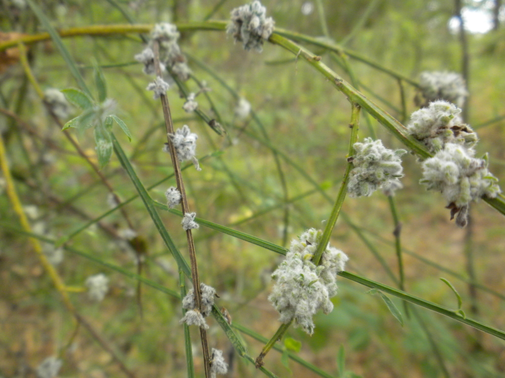 Scotch Broom Cytisus scoparius Dead limb with bunches of white fluffy seed pods