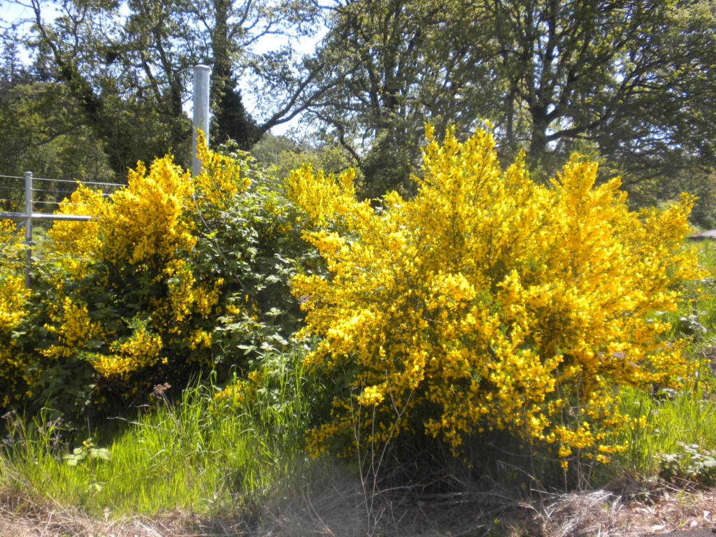 Scotch Broom Cytisus scoparius Large Shrub exploding with small yellow flowers