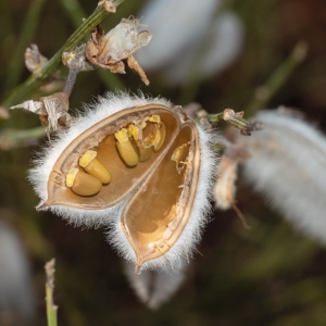 White furred legume family seed pods