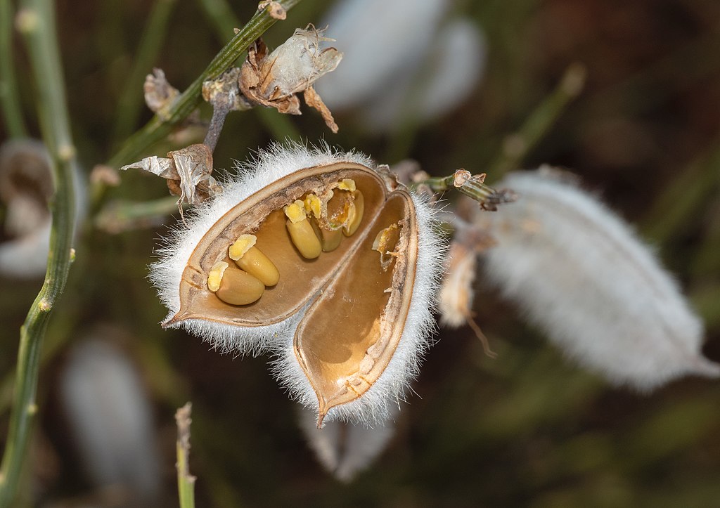 White furred legume family seed pods