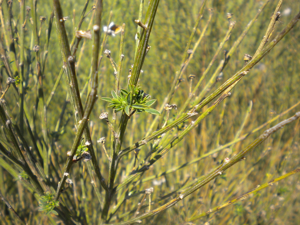 Thin ridged green to olive stems.