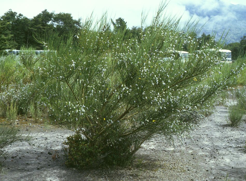 A shrub with greenish stems, yellow flowers, and white fuzzy seed pods.