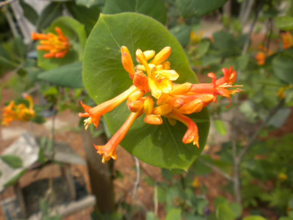 a cluster of orangey yellow tubular flowers subtended by fused leaves.