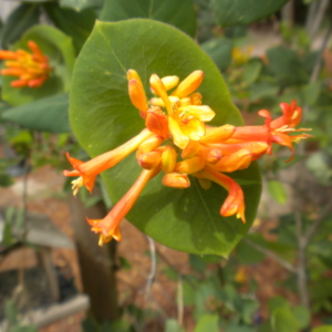 a cluster of orangey yellow tubular flowers subtended by fused leaves.