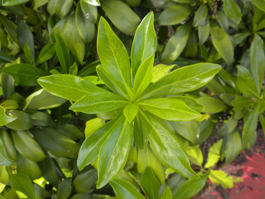 Spurge Laurel Daphne laureola Clusters of long slender green glossy leaves