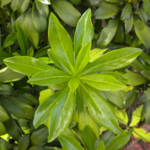 Spurge Laurel Daphne laureola Clusters of long slender green glossy leaves