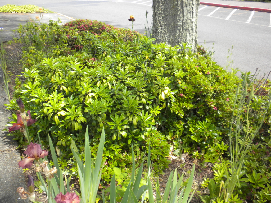 Spurge Laurel Daphne laureola Small shrub with clusters of long slender green glossy leaves