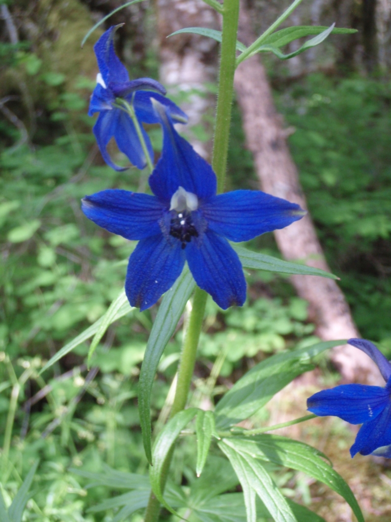 a spurred deep blue larkspur flower
