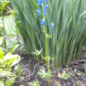 a thin stalked larskspur with dissected foliage and multiple blue flowers