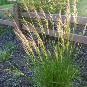 Tufted Hair Grass (Kalapuya) Deschampsia cespitosa Clump of grass with seed heads