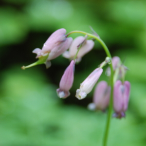 drooping pink flowers