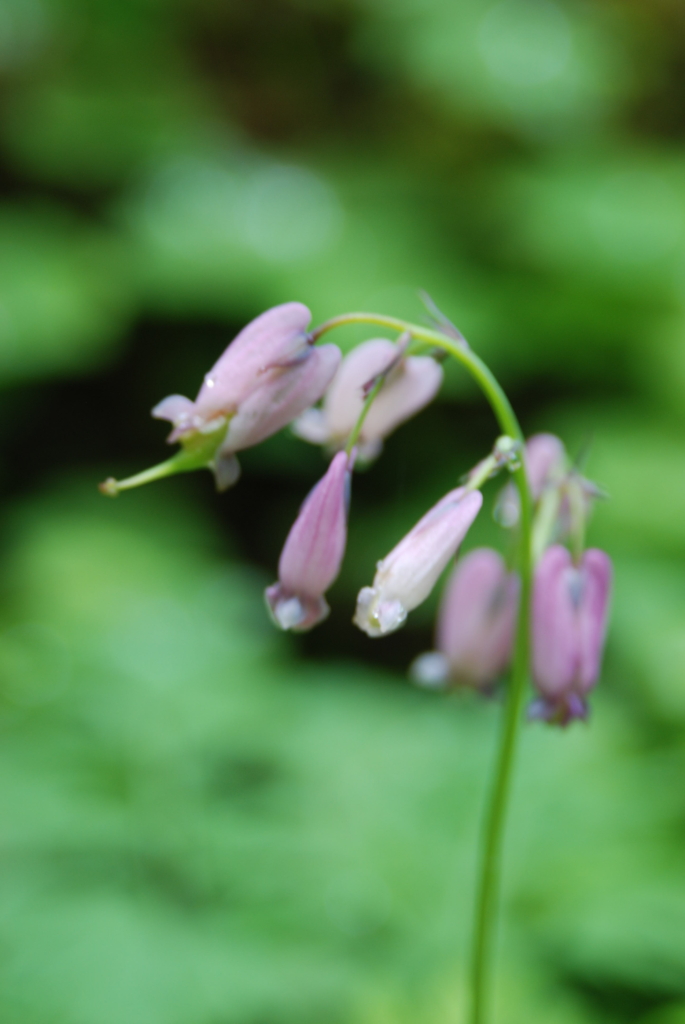 drooping pink flowers