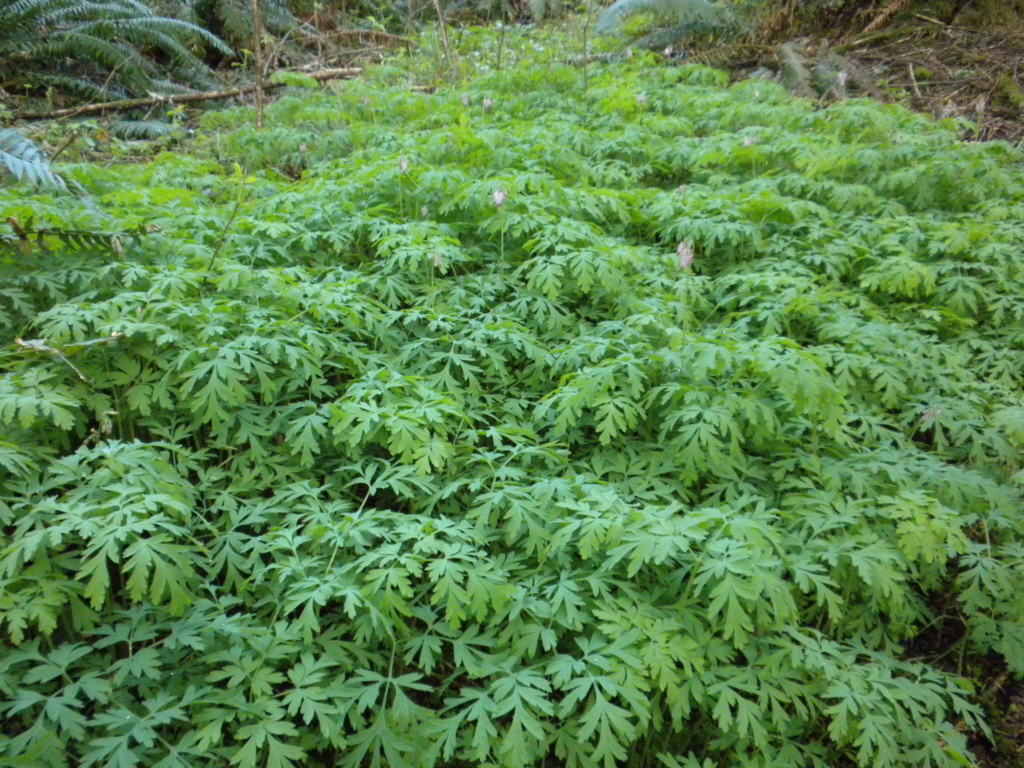 ferny mound of foliage