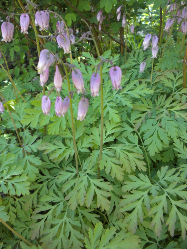 ferny foliage with pink flowers dangling from above