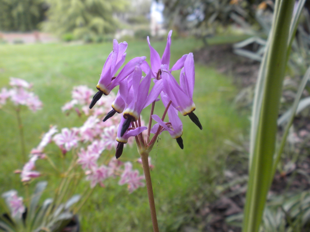 purplish flower cluster with petals thrust back