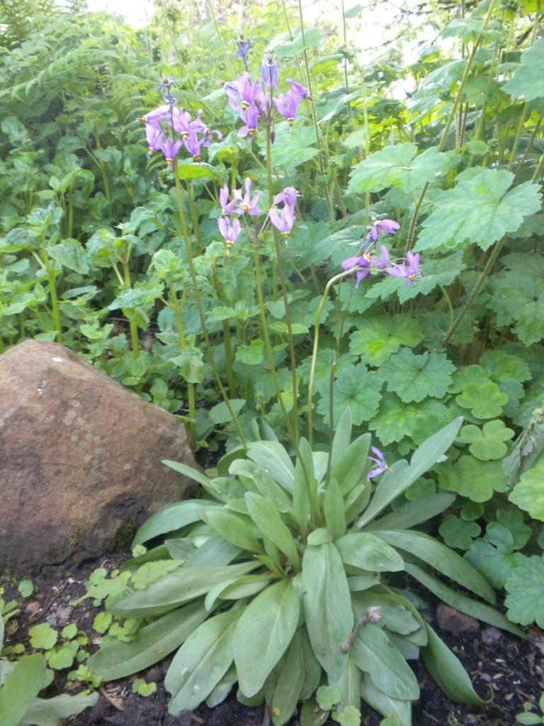 basal foliage and flowers on stalks rising above