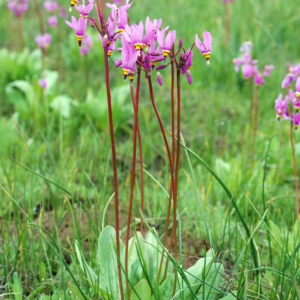 pinkish flowers on reddish stalks above green egg to lance shaped leaves