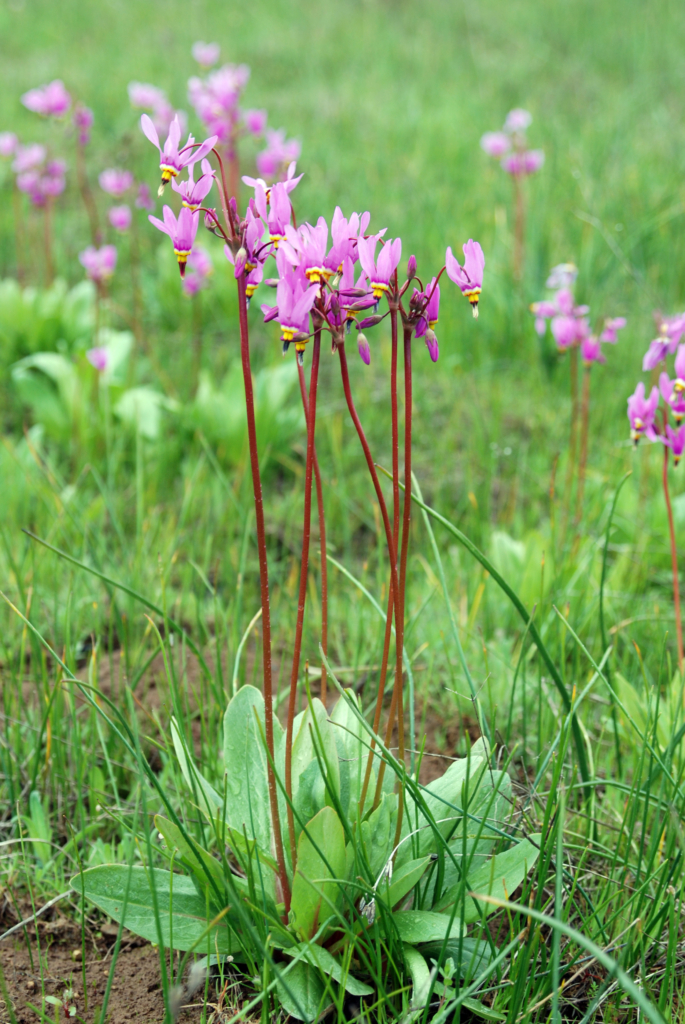 pinkish flowers on reddish stalks above green egg to lance shaped leaves