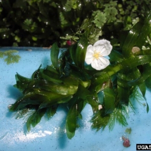 Small white flower on bushy stems