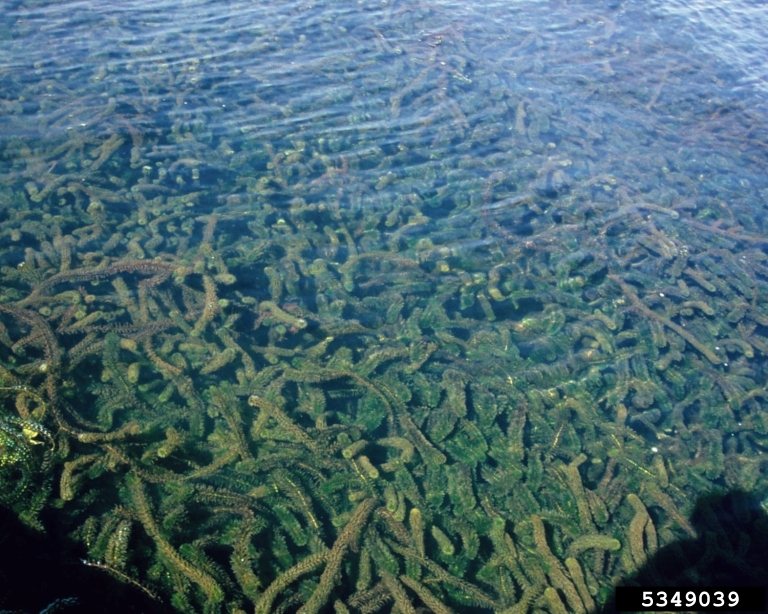 Underwater mat of long green stems and leaves