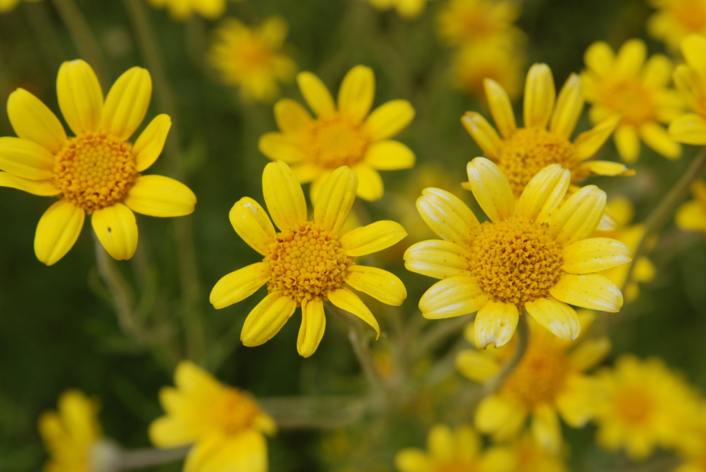 yellow disk and ray flowers