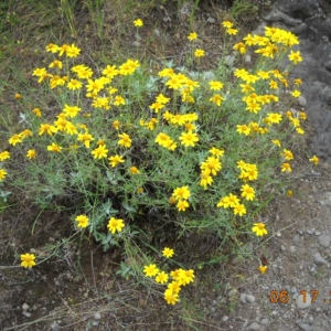 bluish green dissected foliage topped with yellow disk and ray flowers