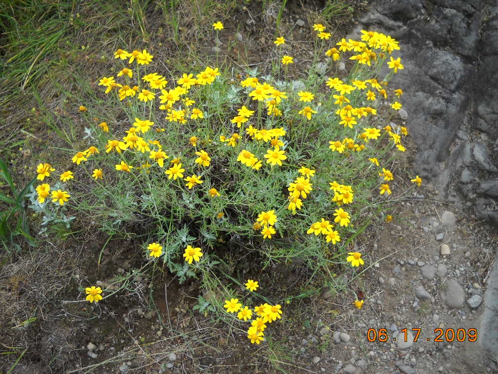 bluish green dissected foliage topped with yellow disk and ray flowers