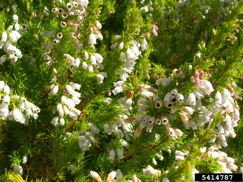 Stemps with small white bell shaped flowers