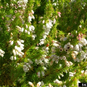 Stemps with small white bell shaped flowers