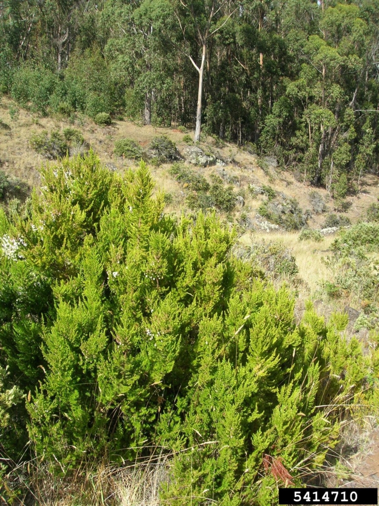 Green bushy shrub