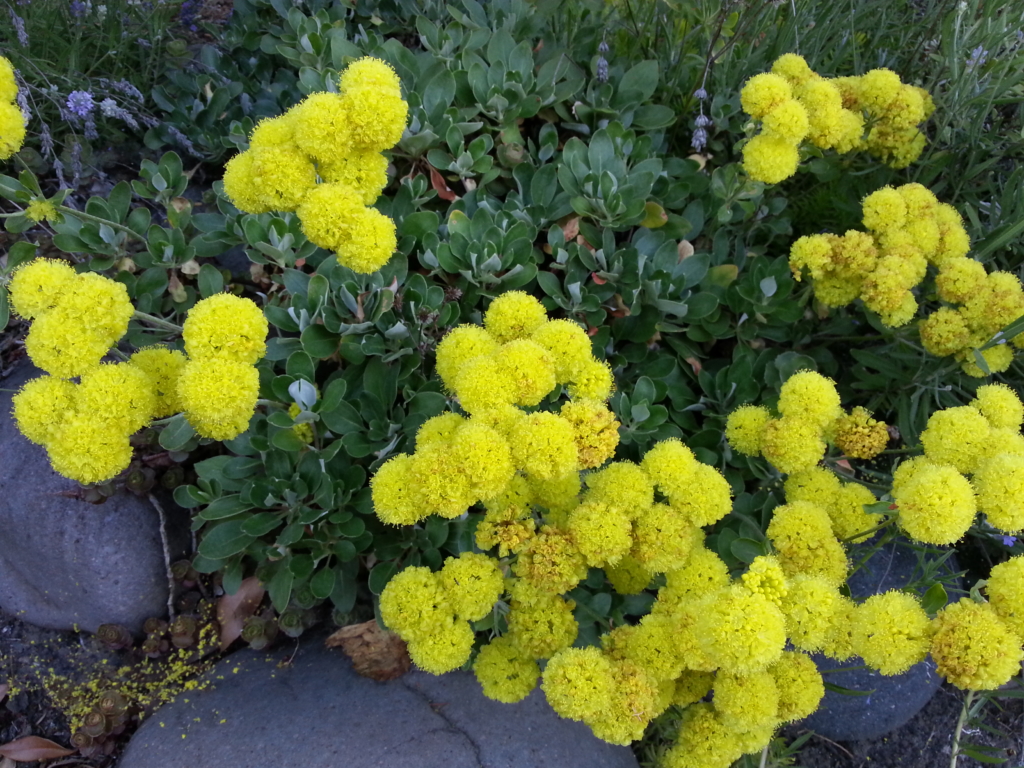 bunches of bright yellow flowers