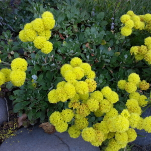 bunches of bright yellow flowers