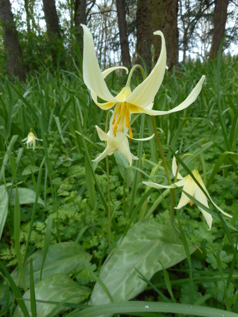 graceful pale yellow flowers whimsically reminiscent of a fairy's skirt