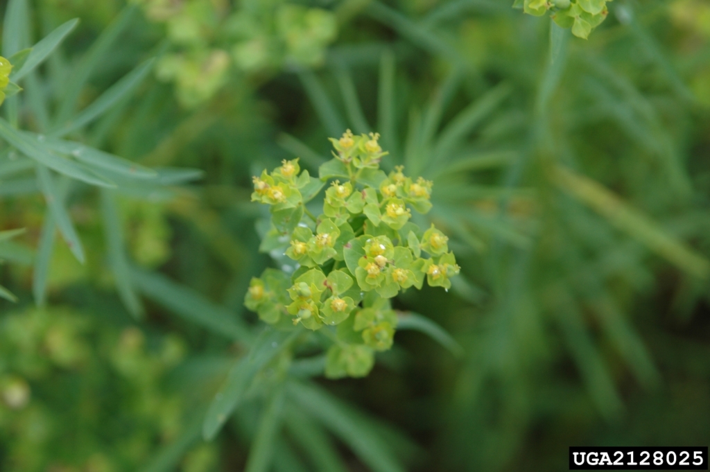 Cluster of small green and yellow flowers