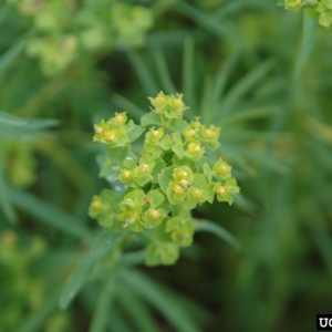 Cluster of small green and yellow flowers