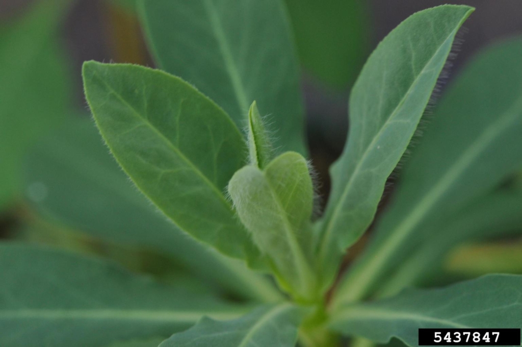 Close of of oval green smooth leaves