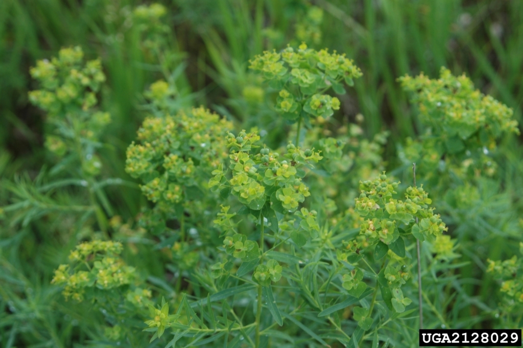 Small bushy green shrub with green and yellow flowers