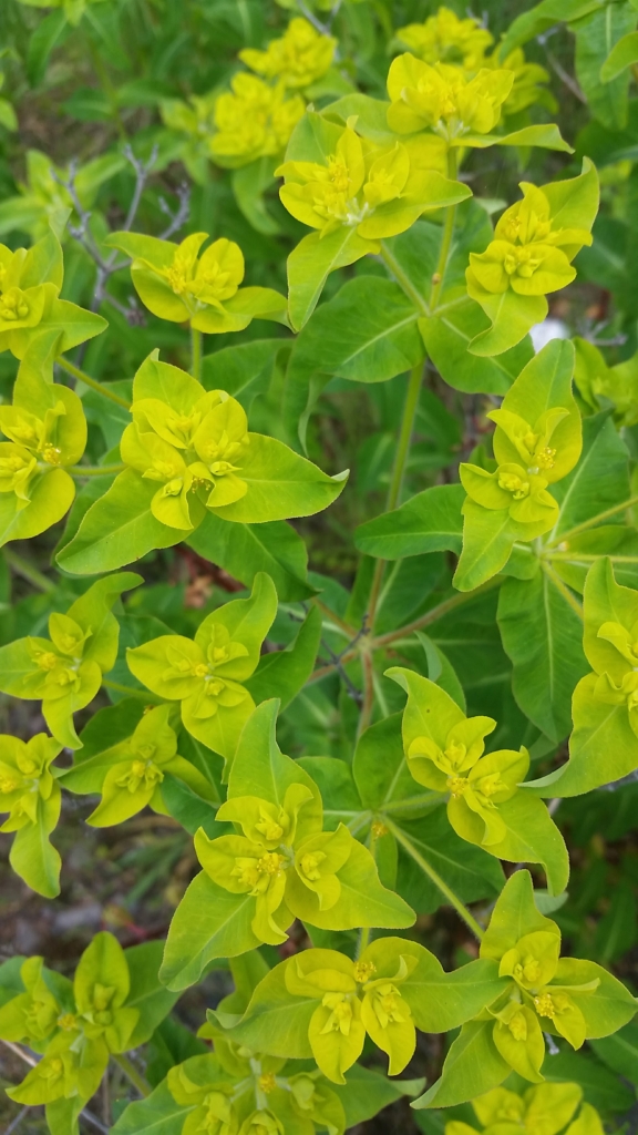Oblong Spurge Euphorbia oblongata 3 large leaves with 3 smaller leaves coming out of center