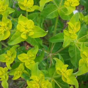 Oblong Spurge Euphorbia oblongata 3 large leaves with 3 smaller leaves coming out of center