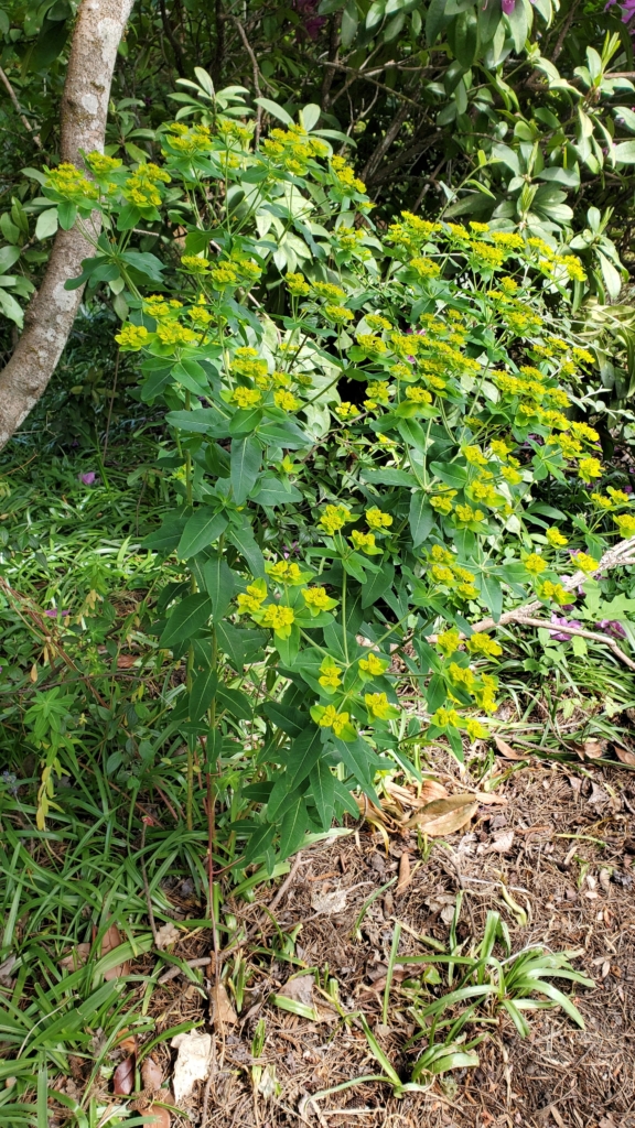 Oblong Spurge Euphorbia oblongata Shrub with long green leavees and small yellow flowers