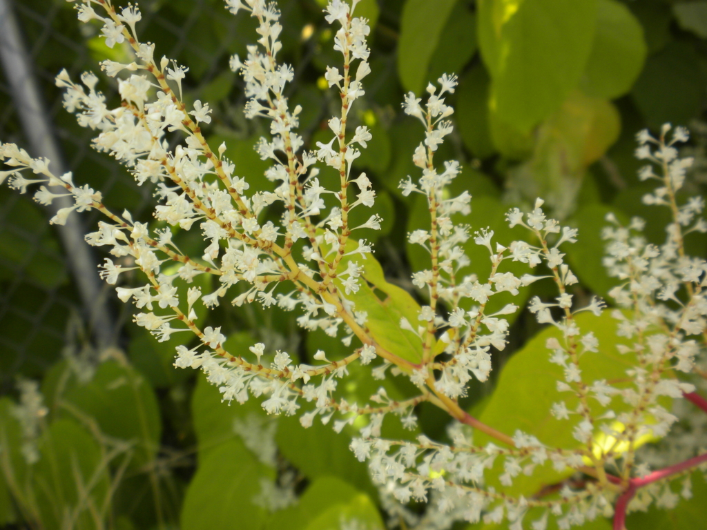 Japanese Knotweed Fallopia japonica Yellow steem with hundreds of tiny small flowers