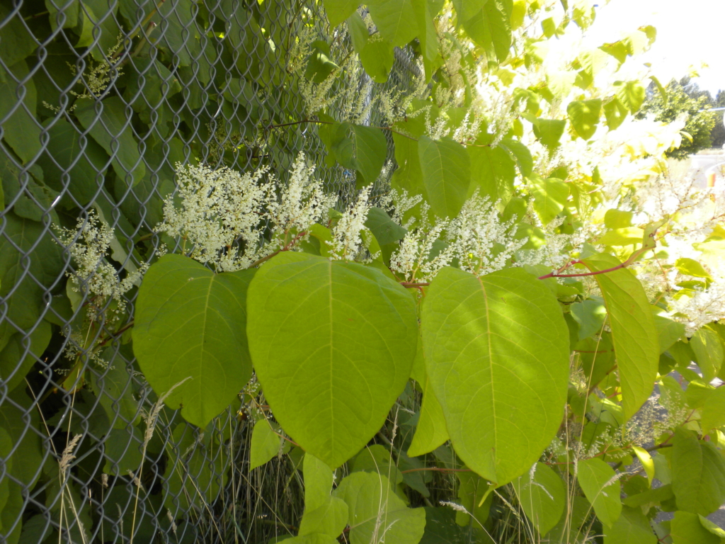 Japanese Knotweed Fallopia japonica Huge heart shaped leaves