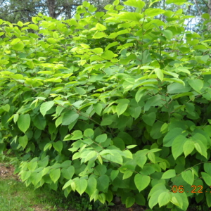 Japanese Knotweed Fallopia japonica Large green bushy shrub with tall stalks of opposite heart shaped leaves