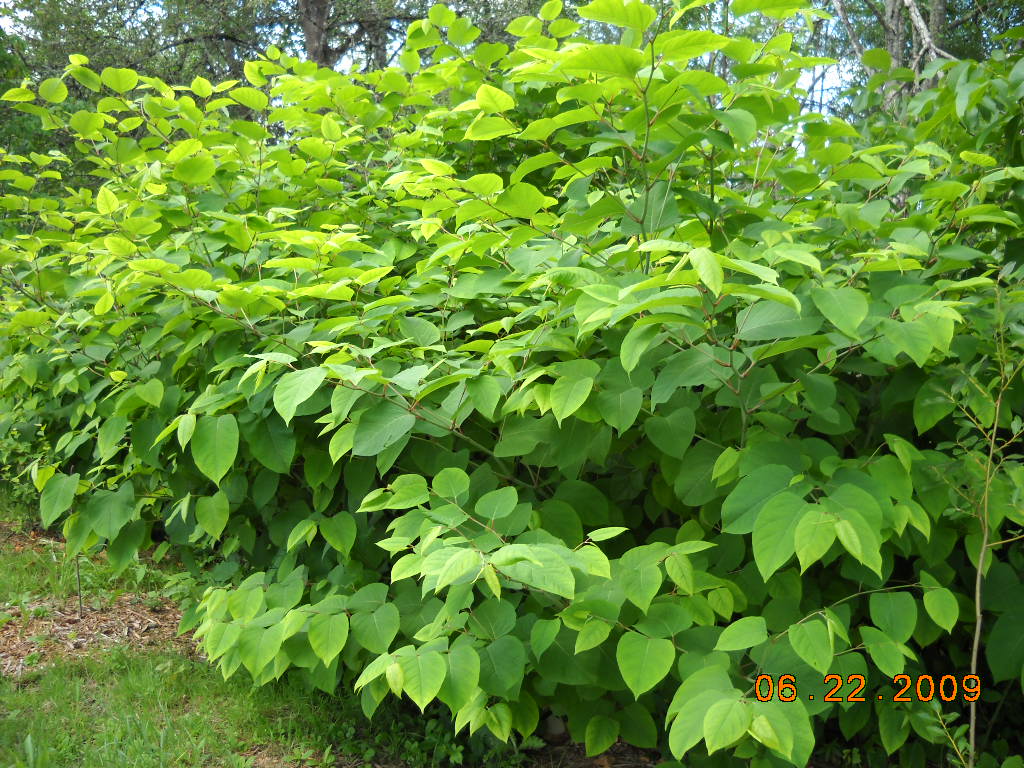 Japanese Knotweed Fallopia japonica Large green bushy shrub with tall stalks of opposite heart shaped leaves