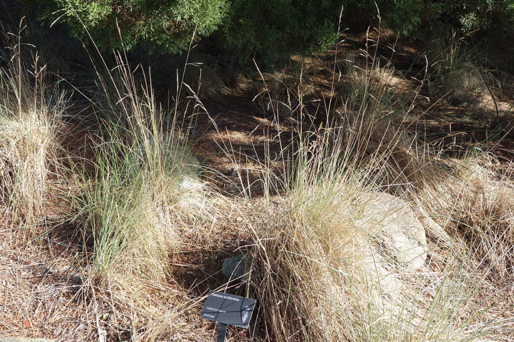 California fescue bunch grass after flowering, much of the bunch is brown