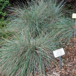 a small blue green bunch grass in a rounded mound